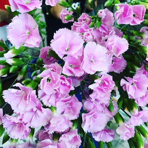 当店の鮮度と品質の高いお花